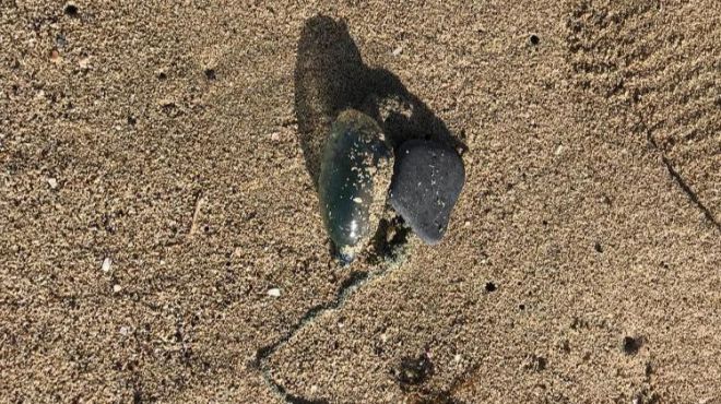 Protección Civil de Yaiza retira medusas de la costa de Playa Blanca