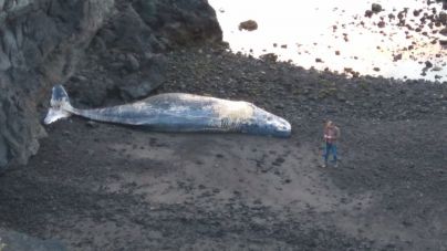 Cachalote varado en la costa de La Palma