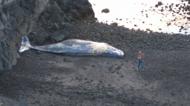 Cachalote varado en la costa de La Palma