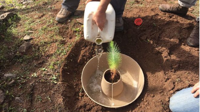 Un proyecto multiplica por tres la supervivencia de las reforestaciones en entornos áridos