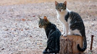 Canarias deja sin efecto el permiso de caza de animales asilvestrados