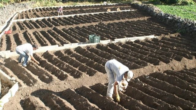 El Estado recurre la bonificación de las ayudas a la producción agrícola