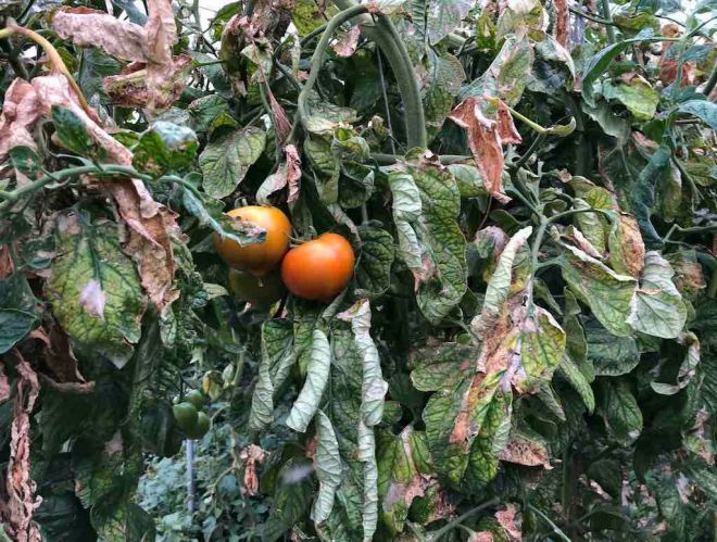 La plaga de la Tuta Absoluta pone en peligro el cultivo del tomate