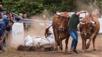 Dieciocho yuntas compiten en la XVI Prueba Regional de Arrastre de Ganado por el Día de Canarias