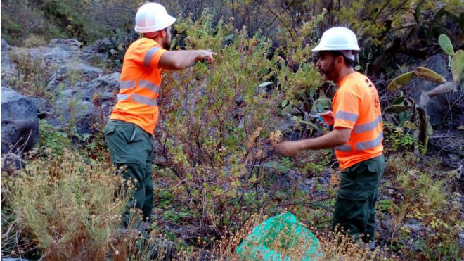 El Cabildo retira 40 toneladas de flora exótica invasora durante el mes de junio