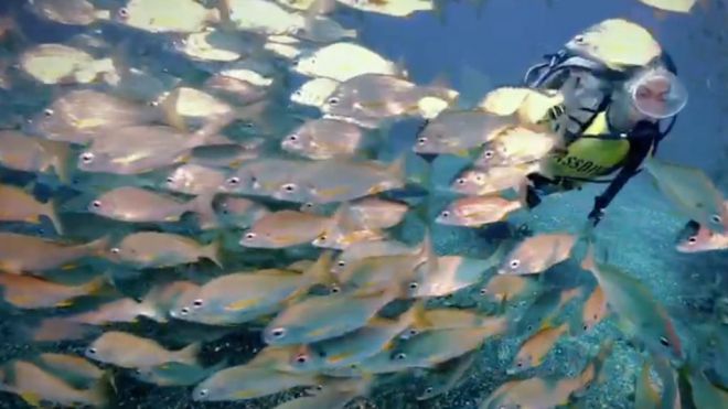 La Gomera organiza su primer concurso de fotografía submarina para promocionar la riqueza de sus fondos