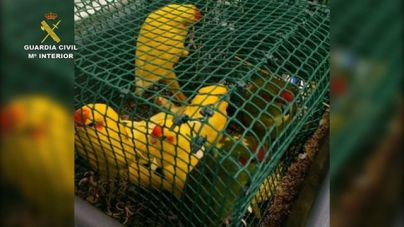 Detectan más de 60 aves ocultas en dos maletas de un pasajero en el aeropuerto Tenerife Norte