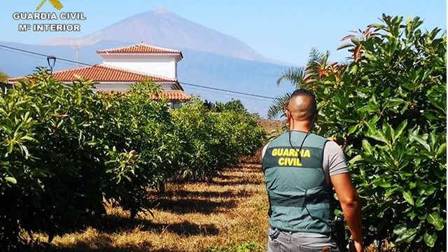 Investigan a siete personas por robar cerca de mil kilos de aguacates en el norte de Tenerife