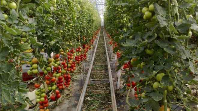La plantación de tomate se frena por el miedo al brexit