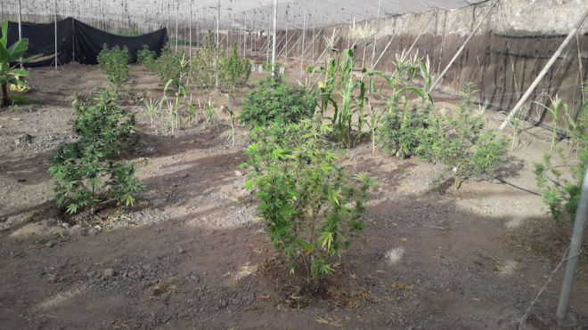 La Policía Local y Guardia Civil se incautan de 46 plantas de marihuana