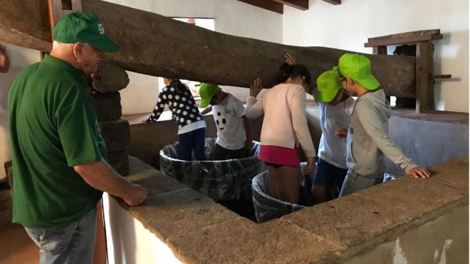 Escolares de Tegueste participan en la recolección de la uva a través de ‘Una vendimia para la Esperanza’