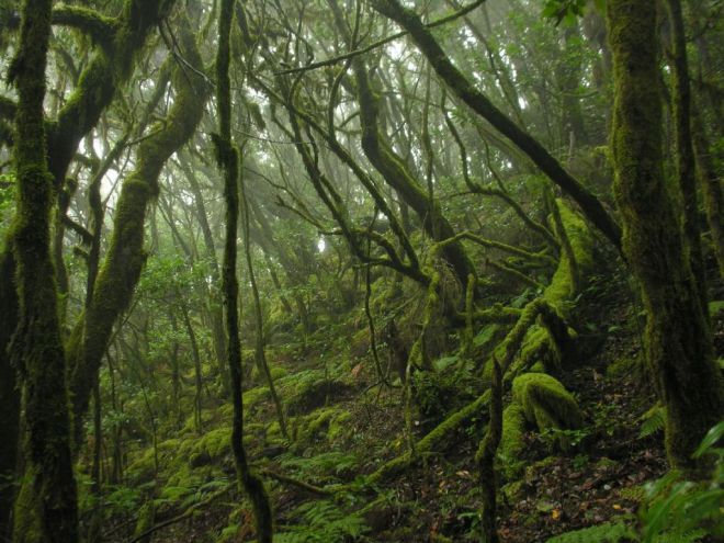 Transición Ecológica destina más de un millón de euros a la conservación del Parque Nacional de Garajonay
