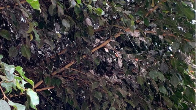 Cs exige una solución urgente a la plaga de mosca blanca que se extiende por los árboles y plantas