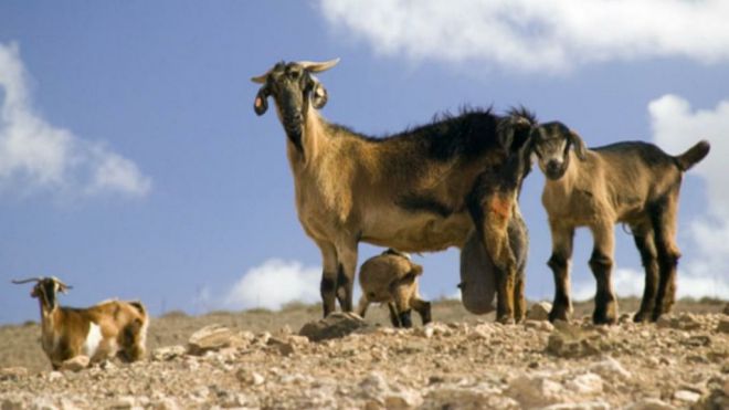 Canarias amplía los balances de aprovisionamiento del REA que más benefician a la ganadería local