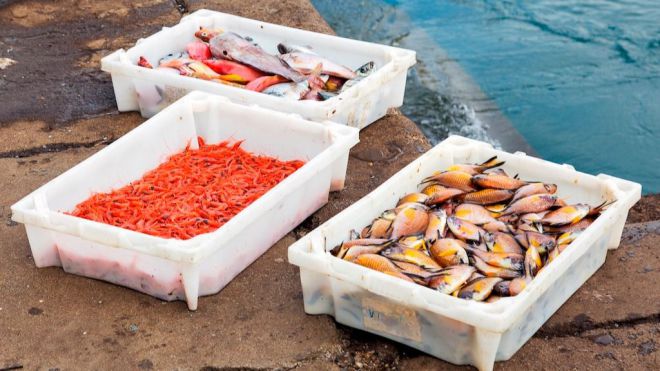 La Cofradía de Las Nieves lanza su pescadería online ‘El Muellito’