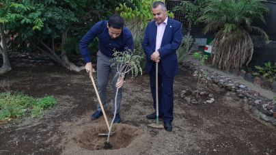 Telde realizará 1.000 nuevas plantaciones durante la semana del árbol