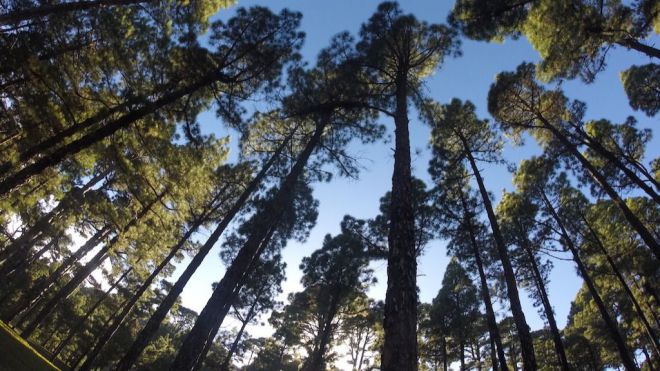 El Hierro celebra el Día del Árbol con diversas actividades ambientales