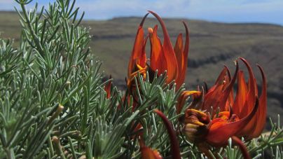 La revista científica ‘Botánica Macaronésica’ desvela cuatro nuevos taxones endémicos de Canarias