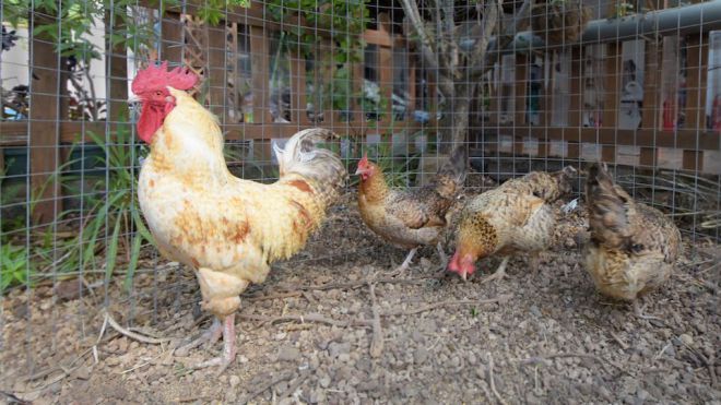 El ICIA trabaja en la caracterización morfológica y genética de la gallina canaria