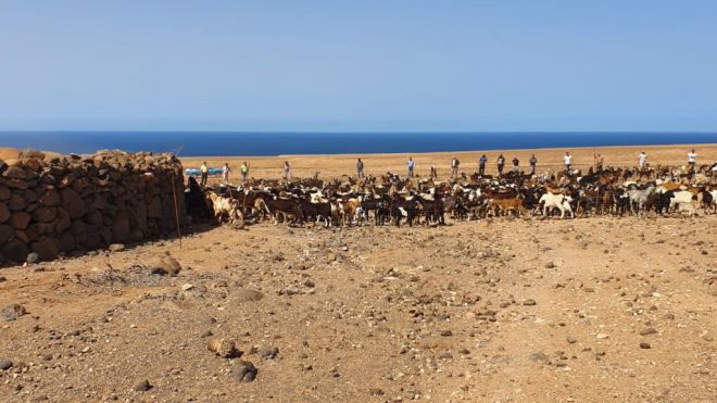 El Cabildo proporcionará ayudas económicas al sector ganadero de Fuerteventura