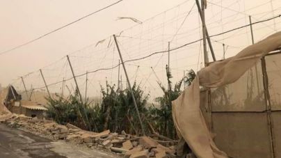 Josefa Mesa pide que se declare “zona catastrófica” para paliar los daños del sector primario