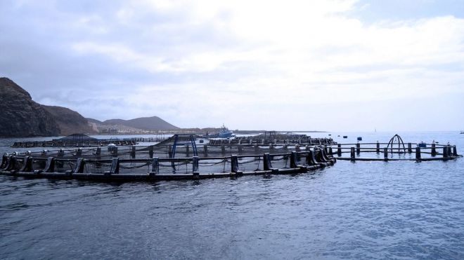 Calidad, sabor y sostenibilidad son las claves de Crianza de Nuestros Mares en Canarias