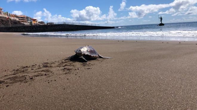 Devuelven al océano una tortuga hallada enredada en un saco de rafia hace una semana en Las Canteras