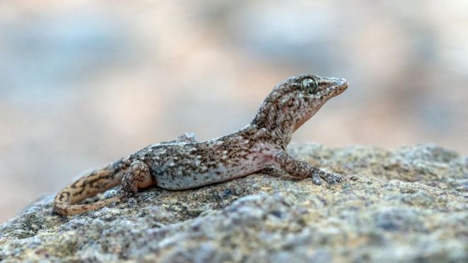 Transición Ecológica actualiza el Banco de Datos de Biodiversidad de Canarias con una treintena de nuevas especies