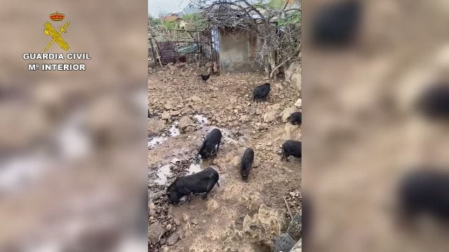 La Guardia Civil realiza en Tenerife y La Gomera varias actuaciones contra el maltrato animal