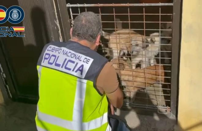 Bienestar Animal concluye con la detención del presunto autor de un delito de maltrato animal