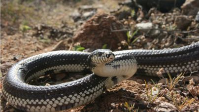 Las capturas de culebra real en Gran Canaria superan los 850 ejemplares en lo que va de 2020