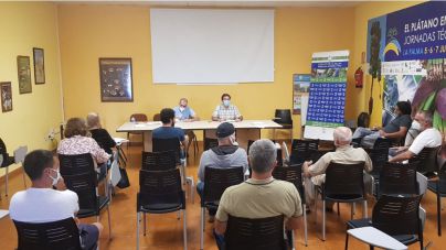 Agricultura sienta las bases para el despegue del cultivo del olivo y la producción de aceite en La Palma