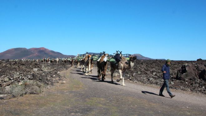 Camelleros reanudan paseos el 1 de julio en Timanfaya