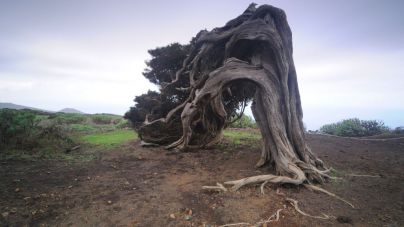 El Hierro conmemora sus 20 años como Reserva Mundial de la Biosfera
