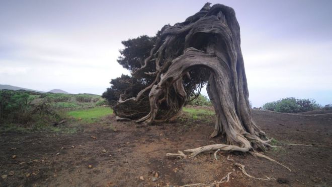 El Hierro conmemora sus 20 años como Reserva Mundial de la Biosfera