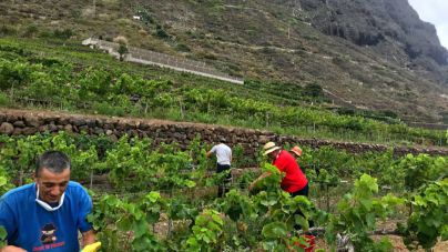 El sector primario deja en Canarias cerca de 1.400 contratos, un 63% más que en mayo