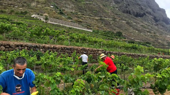 El sector primario deja en Canarias cerca de 1.400 contratos, un 63% más que en mayo