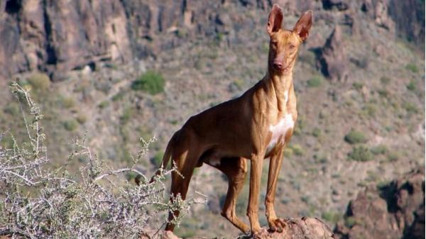 La Gomera suspende la actividad de cacería de esta semana ante las altas temperaturas