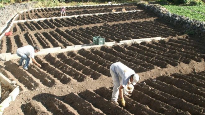 El Cabildo destina 470 mil euros a incentivos para el sector primario de La Gomera
