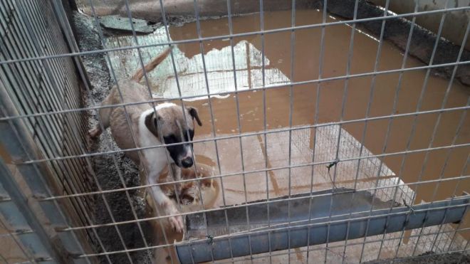 Situación caótica del refugio de Tierra Blanca por la falta de previsión del Cabildo