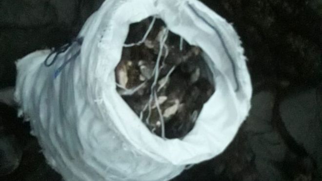 La Policía Local de Puerto del Rosario tramita varios expedientes por marisqueo ilegal e infracciones en bares y locales de ocio nocturno