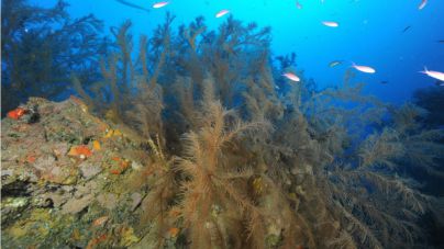 Arranca en Lanzarote la investigación sobre los bosques submarinos de coral negro