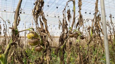 Un hongo pone en peligro la zafra del tomate en La Aldea