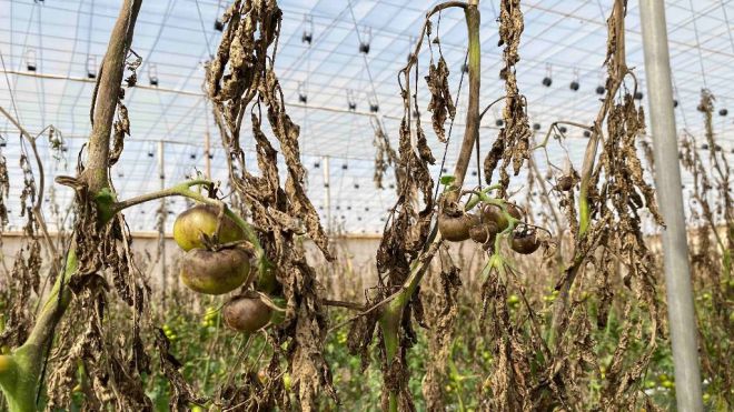Un hongo pone en peligro la zafra del tomate en La Aldea
