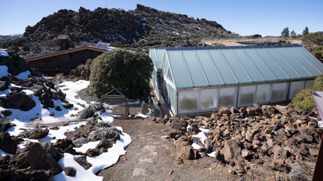 El vivero del Teide protege semillas de más de 200 especies, muchas de ellas en peligro