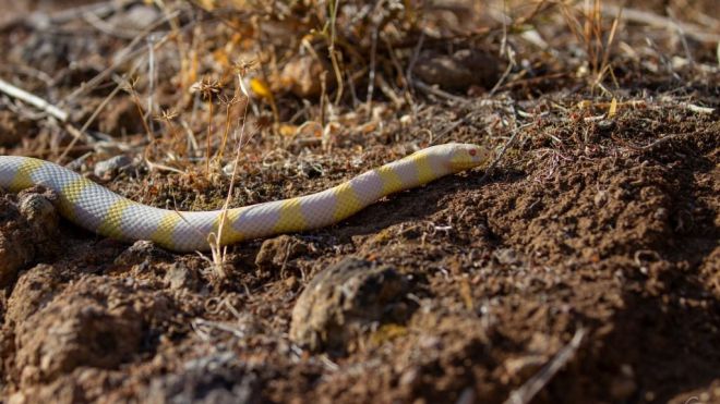 El proyecto #STOPCULEBRAREAL del Gobierno canario capturó cerca de 2.000 ejemplares de culebra real en Gran Canaria durante 2020