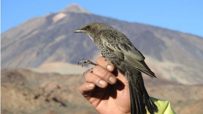 El mirlo capiblanco en el Teide contribuye a asegurar la pervivencia del cedro canario