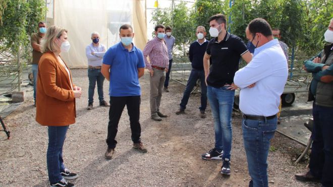 Vanoostende valora en La Aldea medidas económicas para los productores de tomate afectados por el hongo mildiu