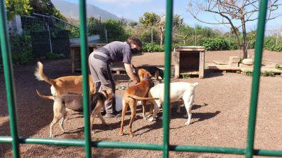 CC-PNC visita el Refugio Internacional para Animales y aboga por su inclusión en la futura Red Insular de Albergues