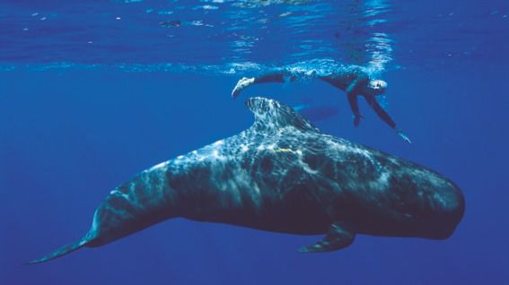 Se cumplen 20 años de la travesía a nado La Gomera – Tenerife